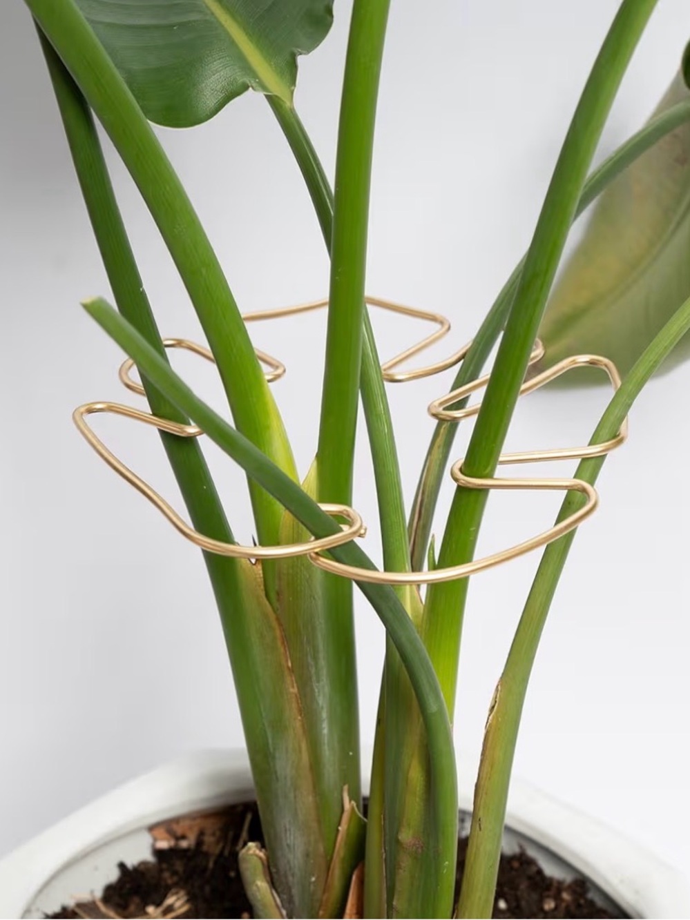 5PCS Plant Stem Support - Durable Monstera Stabilizer